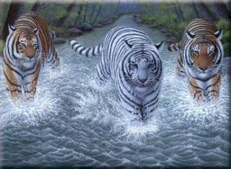 Malování podle čísel - Senior 40x30cm Tři tygři